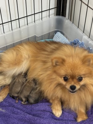Les chiots de Spitz allemand