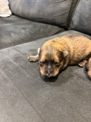 Les chiots de Spitz allemand