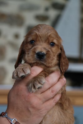 Les chiots de Cocker Spaniel Anglais