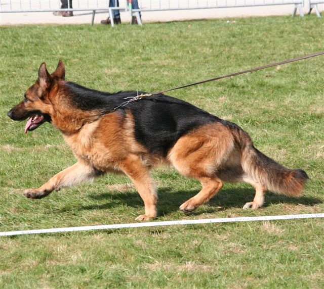 Caster De les An Even - 3éme excellent