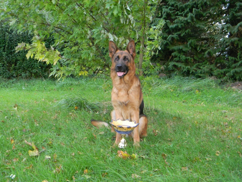 Caster De les An Even - 8 éme excellent- étalon recommandé