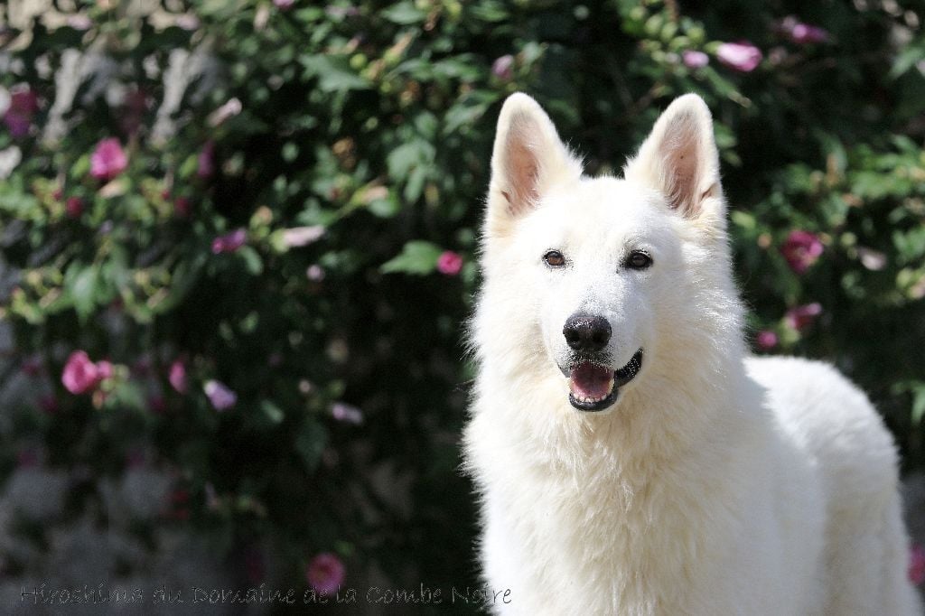 Publication : De la combe noire Auteur : costanzo chrystel