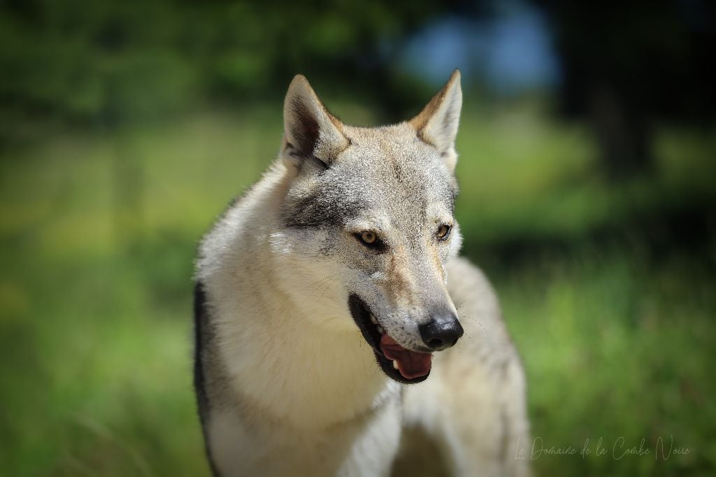 CH. Blue ice lupin del basileus