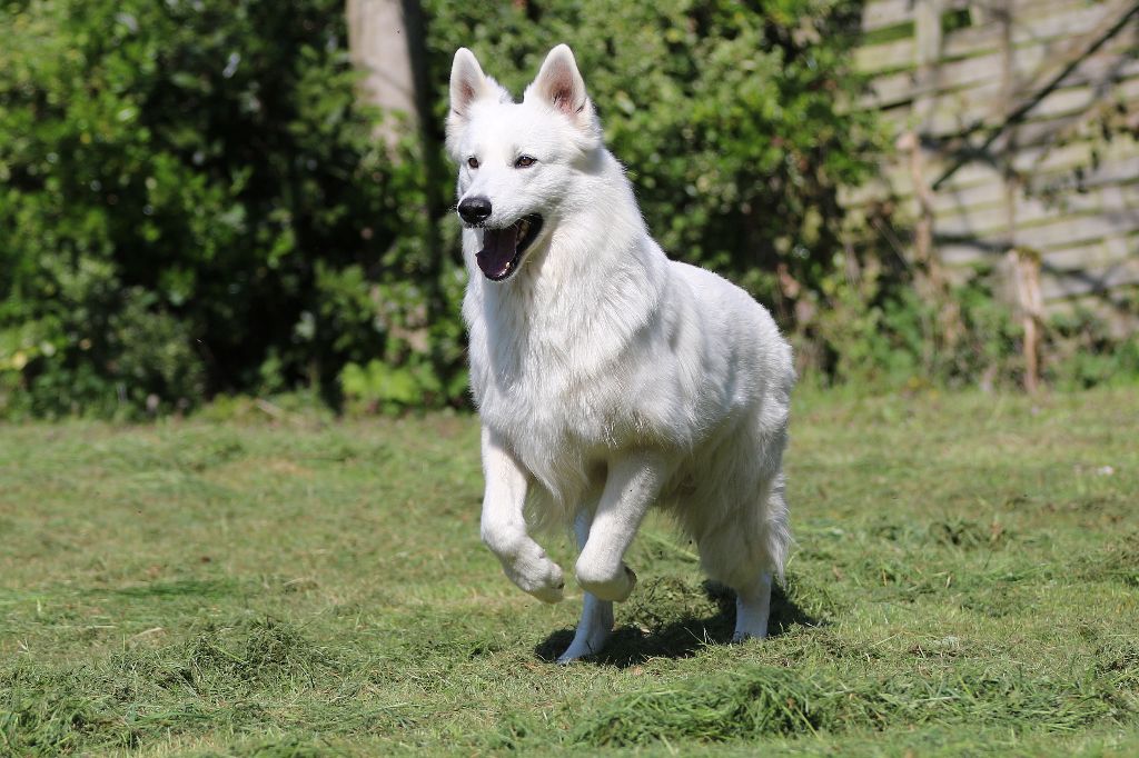 Publication : De la combe noire