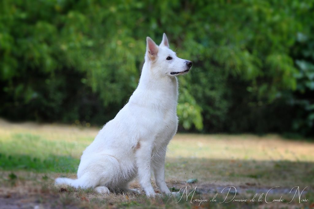 Publication : De la combe noire