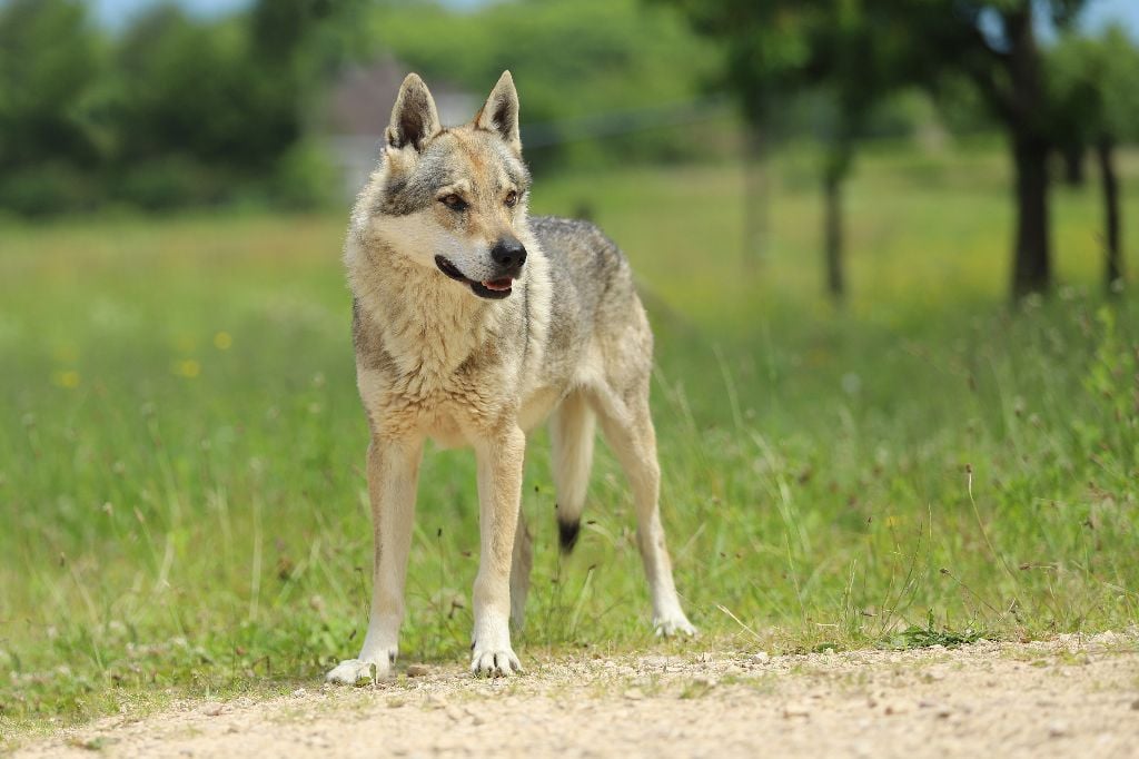 CH. Nero De la combe noire