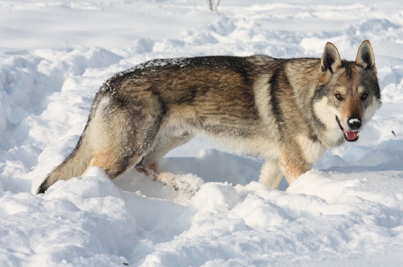 Publication : De la combe noire