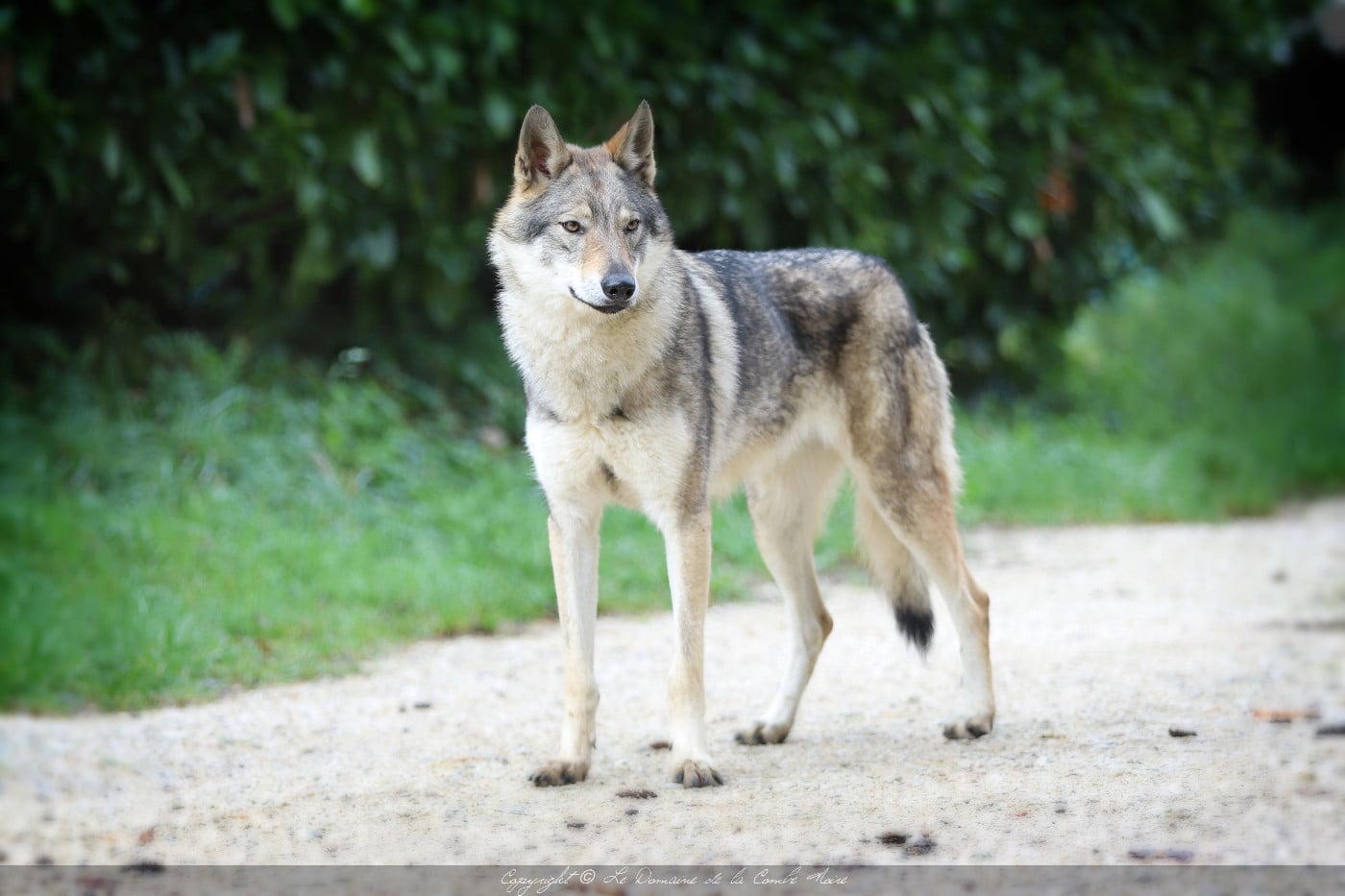 CH. TAHA AKI De la combe noire