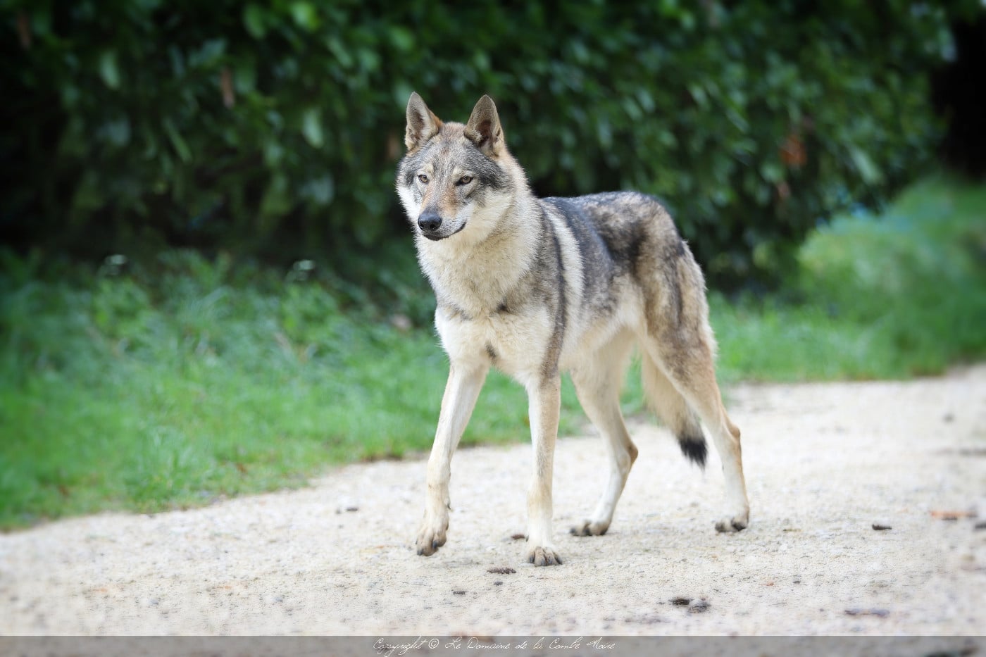 CH. TAHA AKI De la combe noire