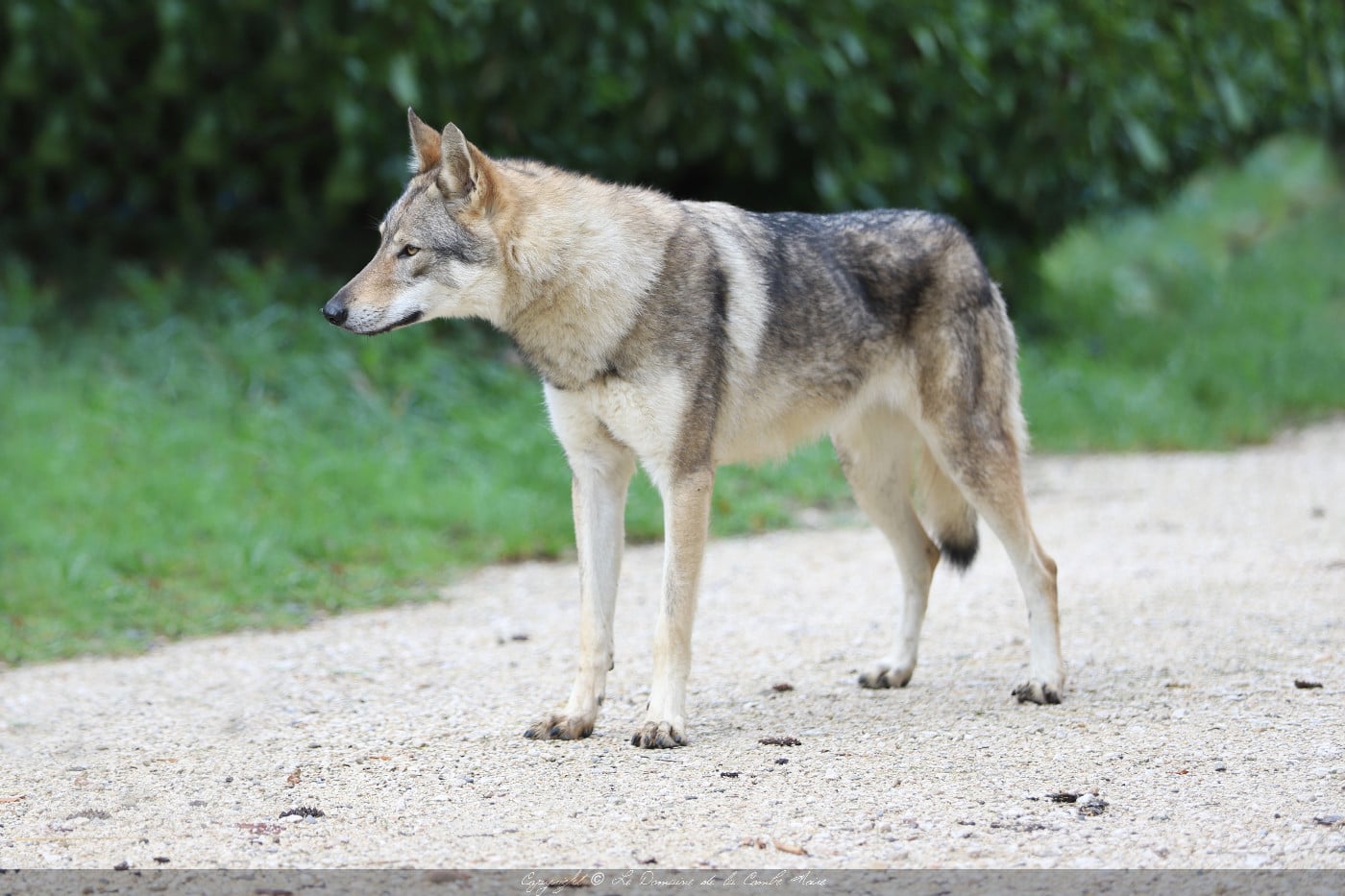 CH. TAHA AKI De la combe noire