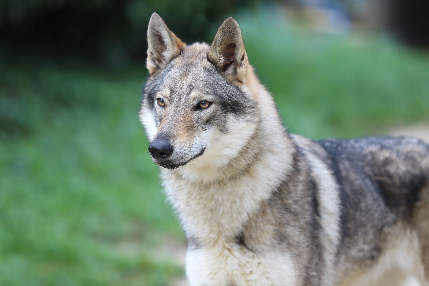 CH. TAHA AKI De la combe noire