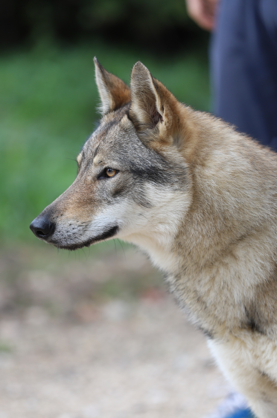 CH. TAHA AKI De la combe noire