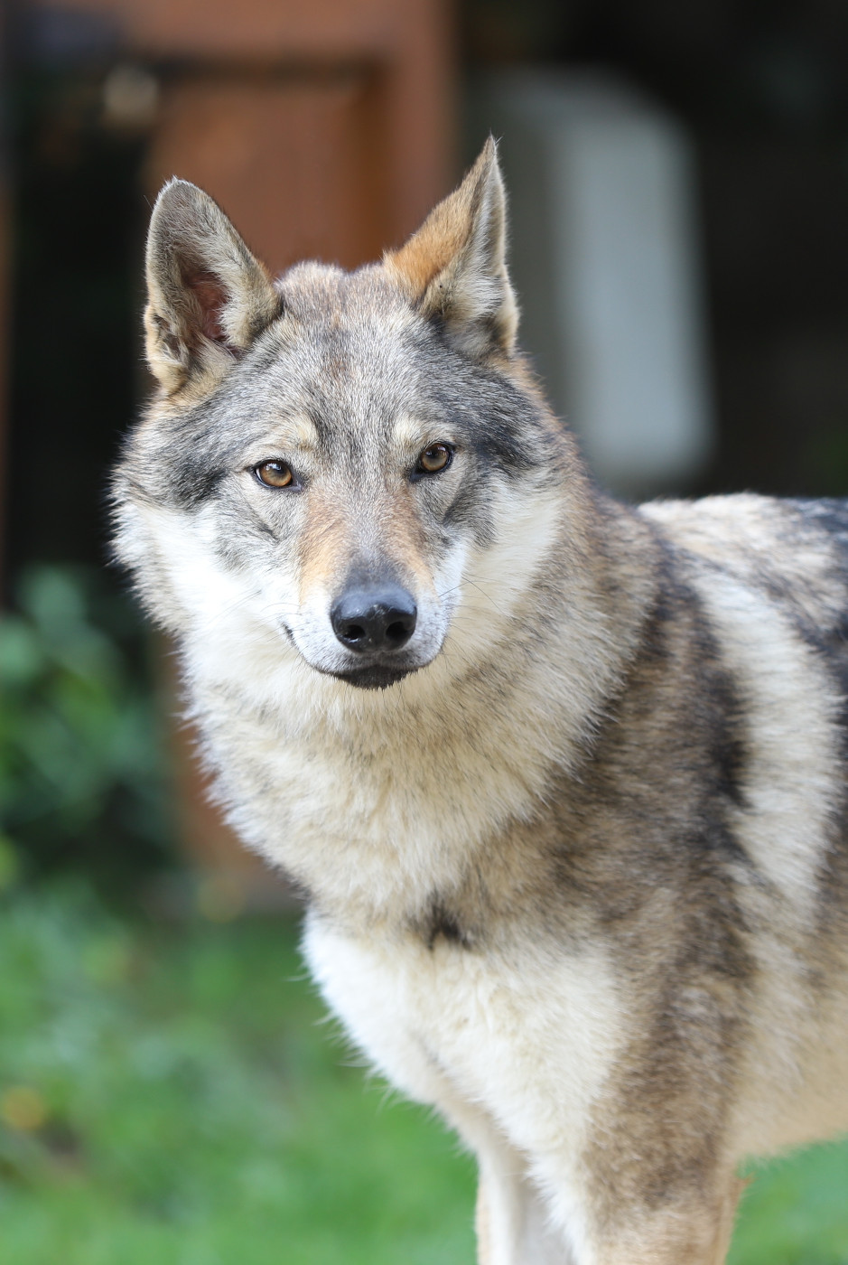 CH. TAHA AKI De la combe noire