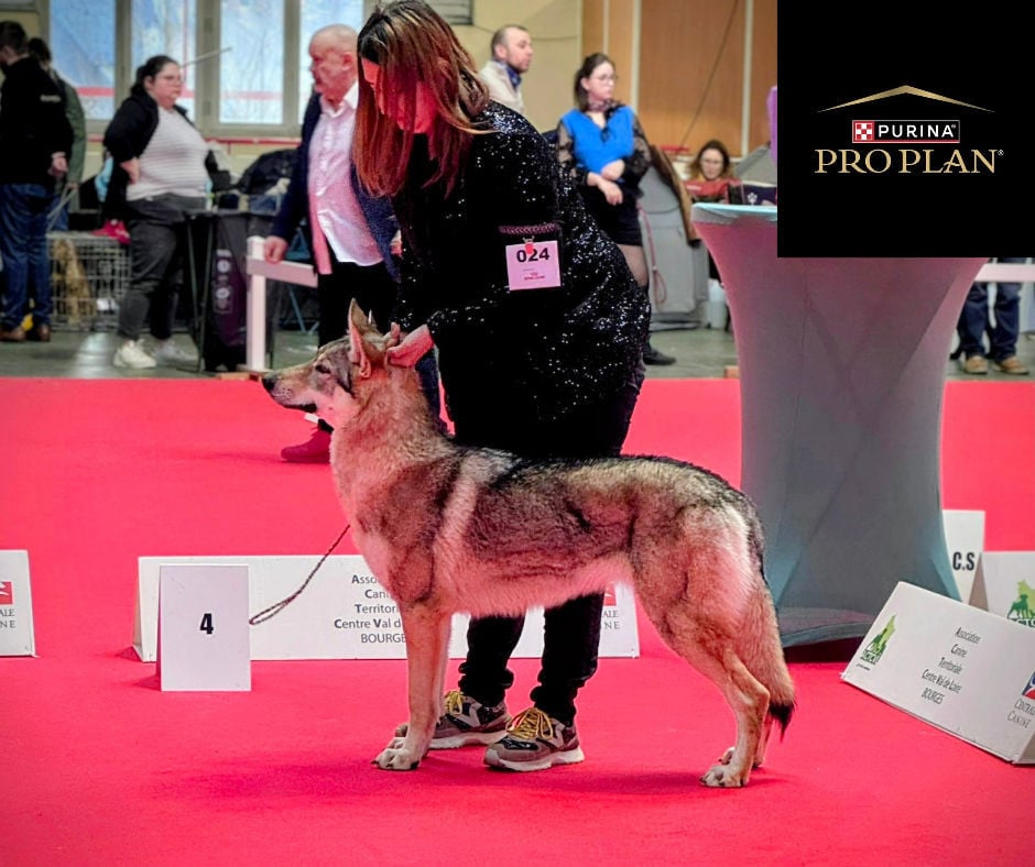 Arumai salto del lupo