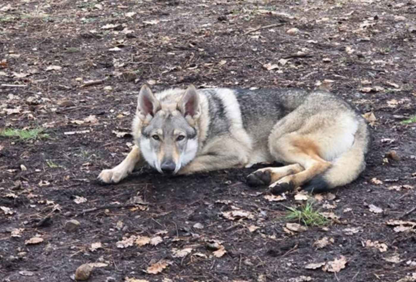 Arumai salto del lupo