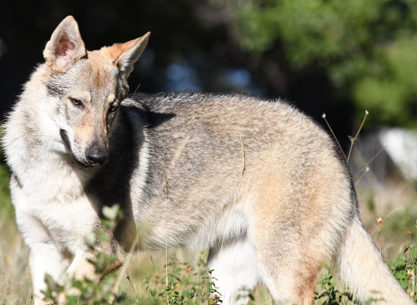 Arumai salto del lupo