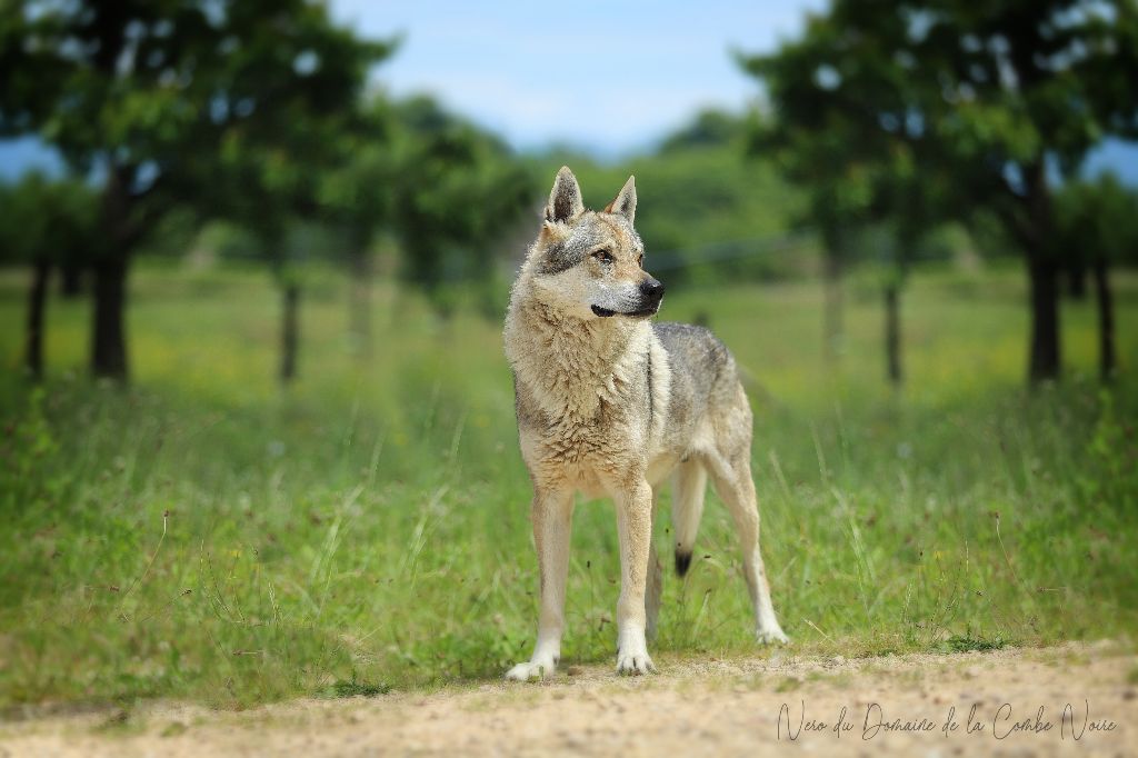 CH. Nero De la combe noire