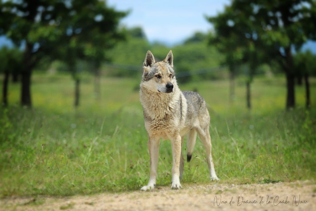 CH. Nero De la combe noire