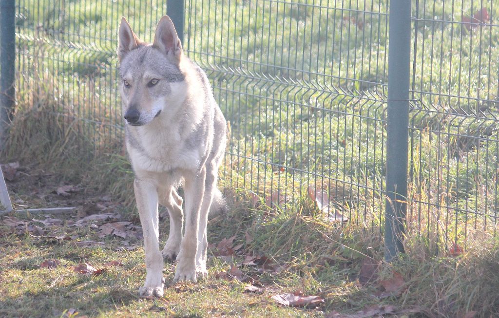 Publication : De la combe noire