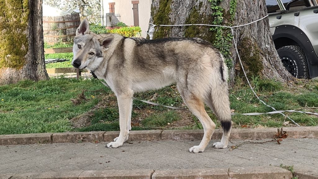 CH. Blue ice lupin del basileus