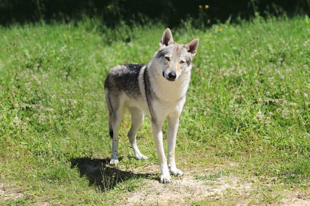 CH. Blue ice lupin del basileus