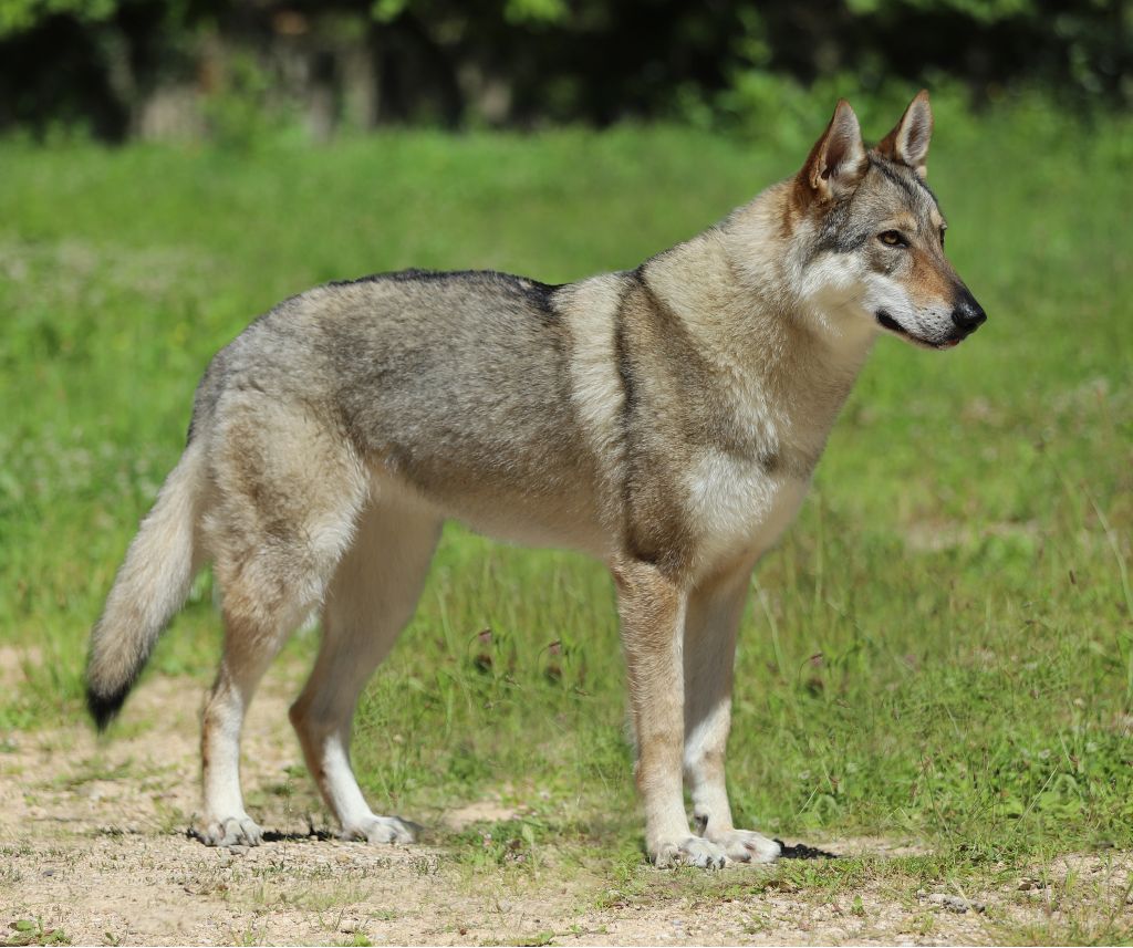 Tala naya De la combe noire