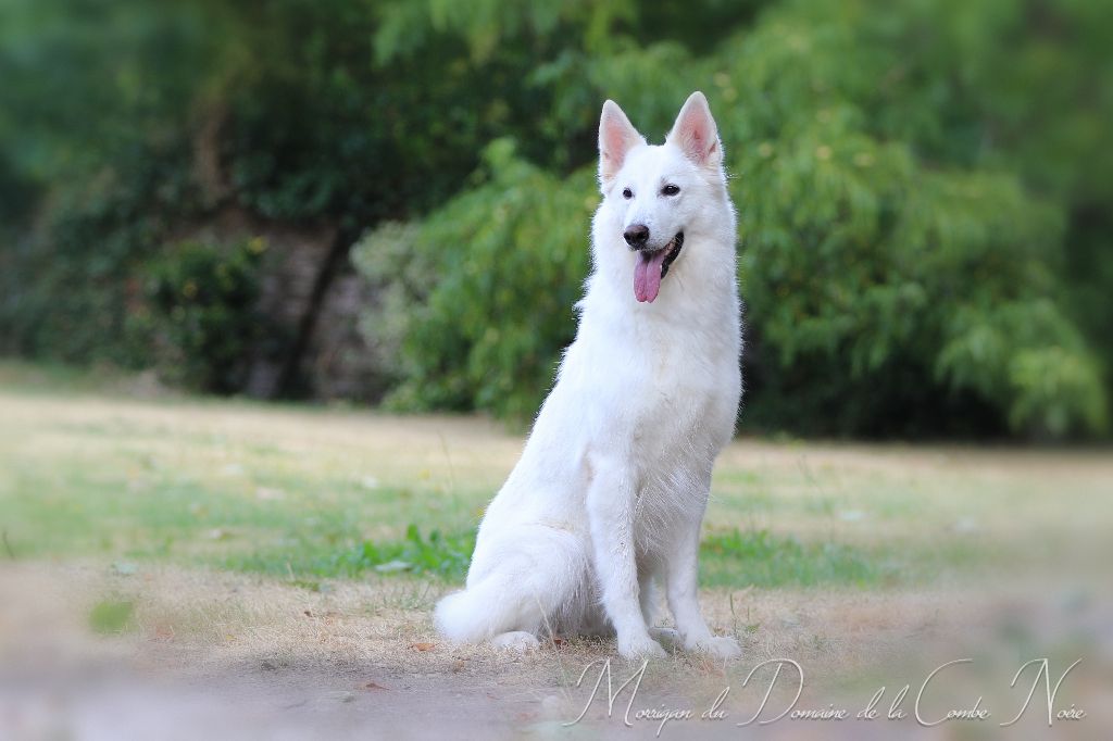 Publication : De la combe noire