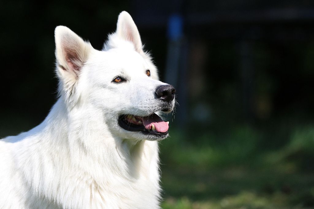 Publication : De la combe noire