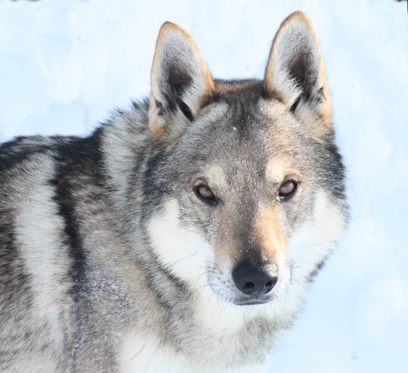 Publication : De la combe noire