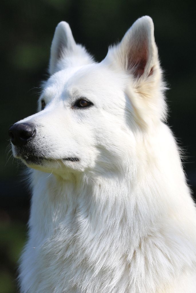 Publication : De la combe noire