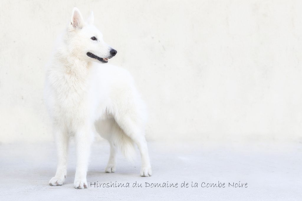 Publication : De la combe noire Auteur : costanzo chrystel