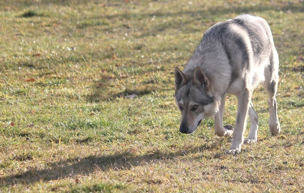 Publication : De la combe noire