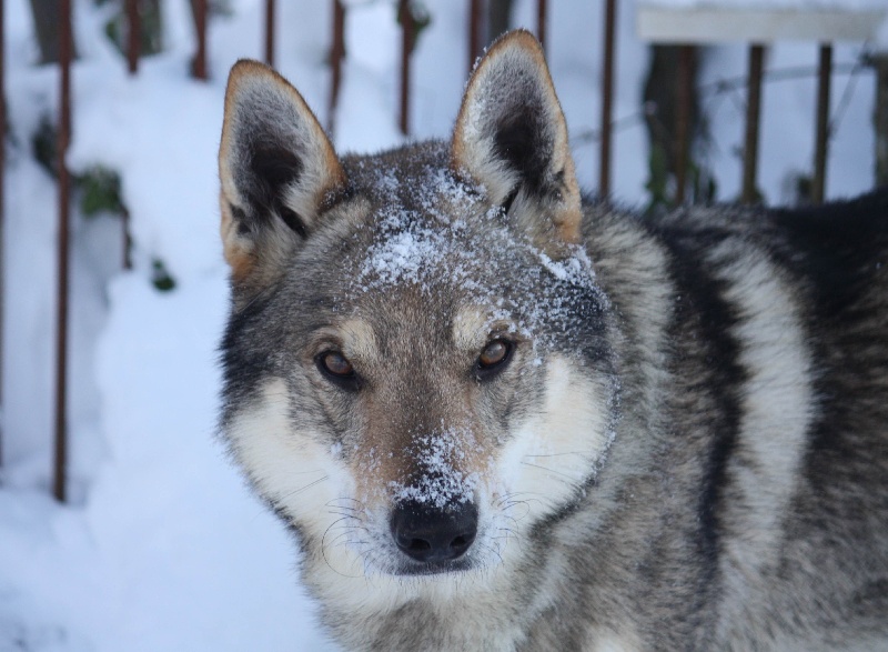 Publication : De la combe noire