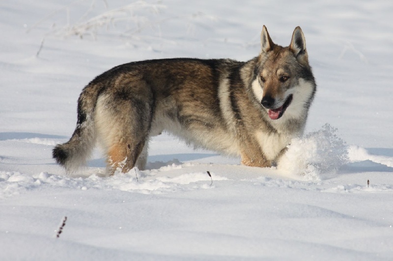 Publication : De la combe noire