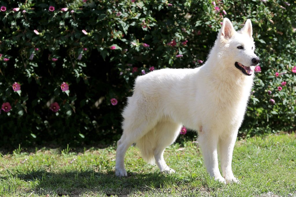 Publication : De la combe noire Auteur : costanzo chrystel