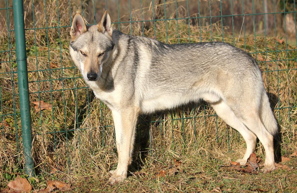 Publication : De la combe noire