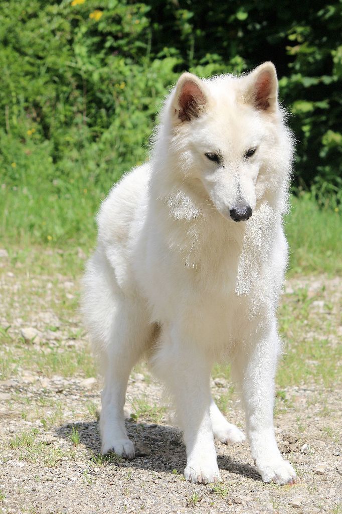 Publication : De la combe noire Auteur : costanzo chrystel