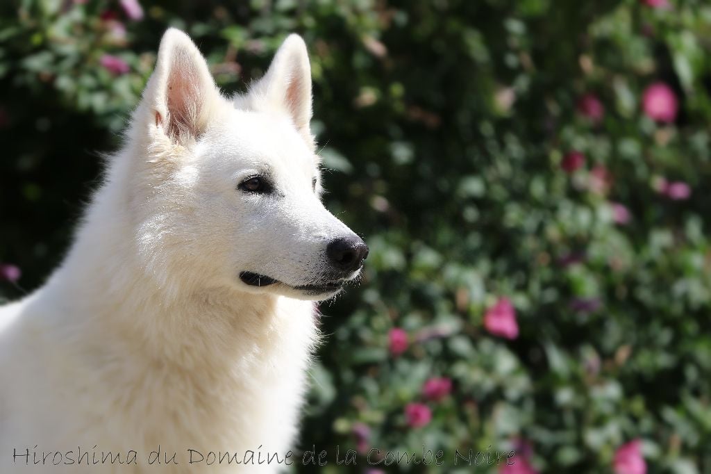 Publication : De la combe noire Auteur : costanzo chrystel