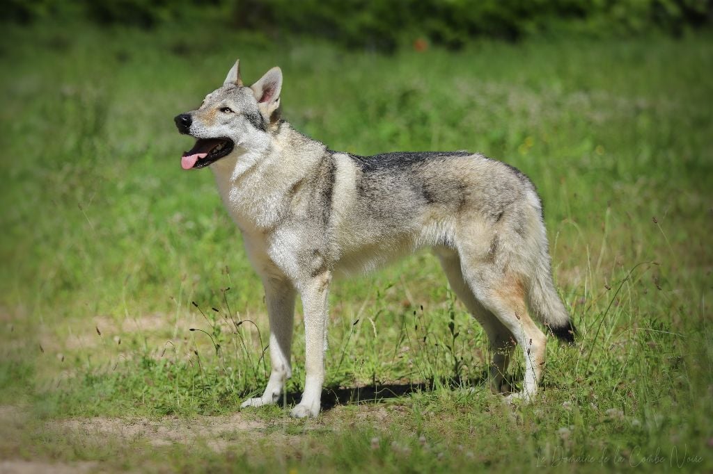 CH. Blue ice lupin del basileus