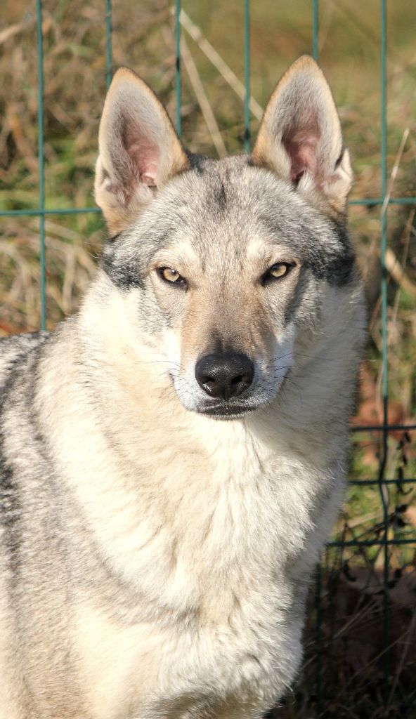 Publication : De la combe noire