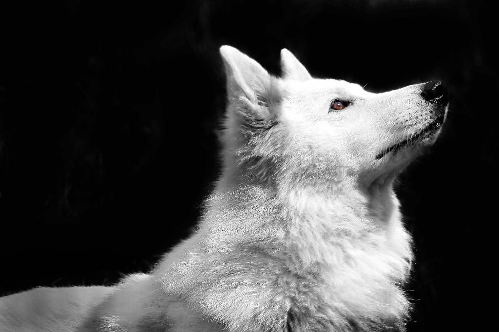 Publication : De la combe noire Auteur : costanzo chrystel