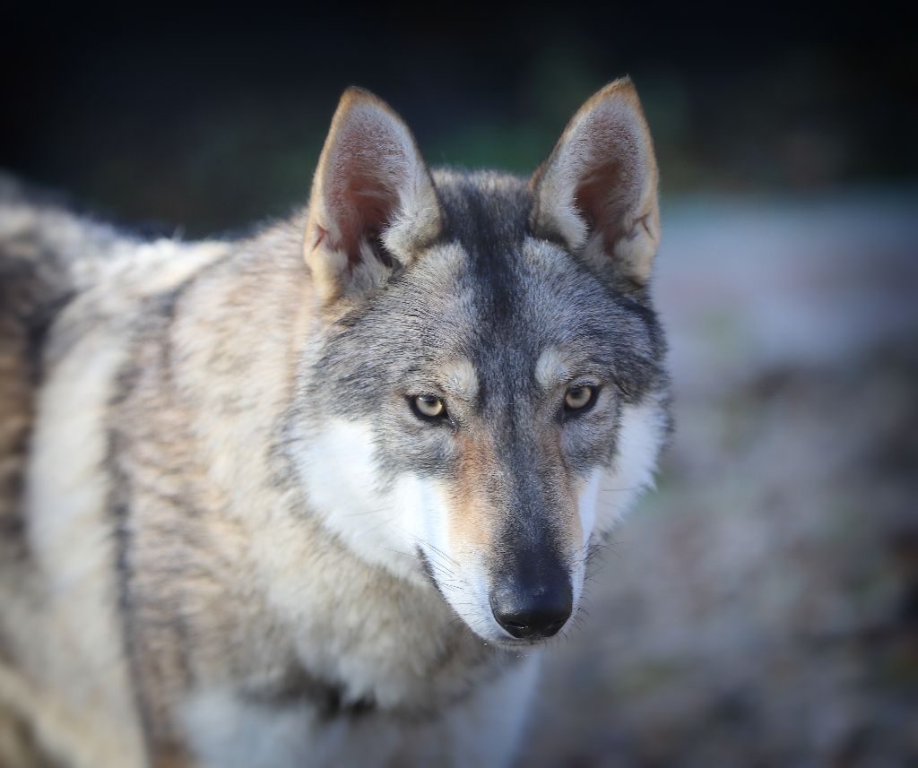 Tala naya De la combe noire