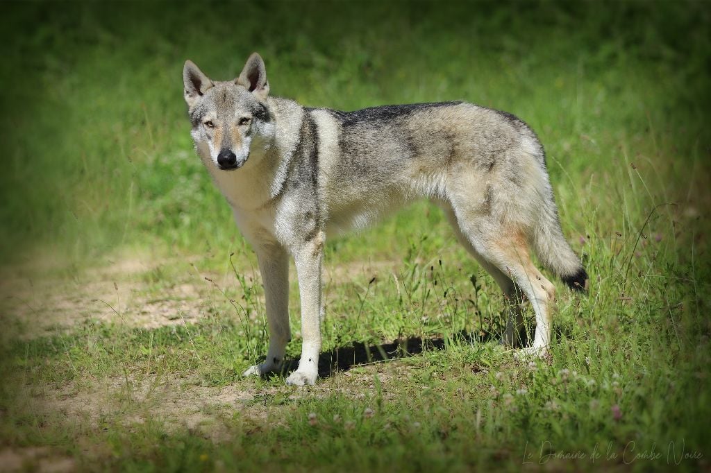 CH. Blue ice lupin del basileus