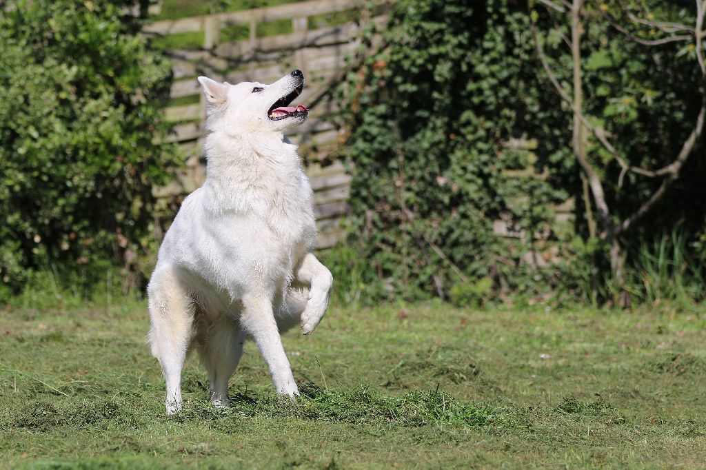 Publication : De la combe noire