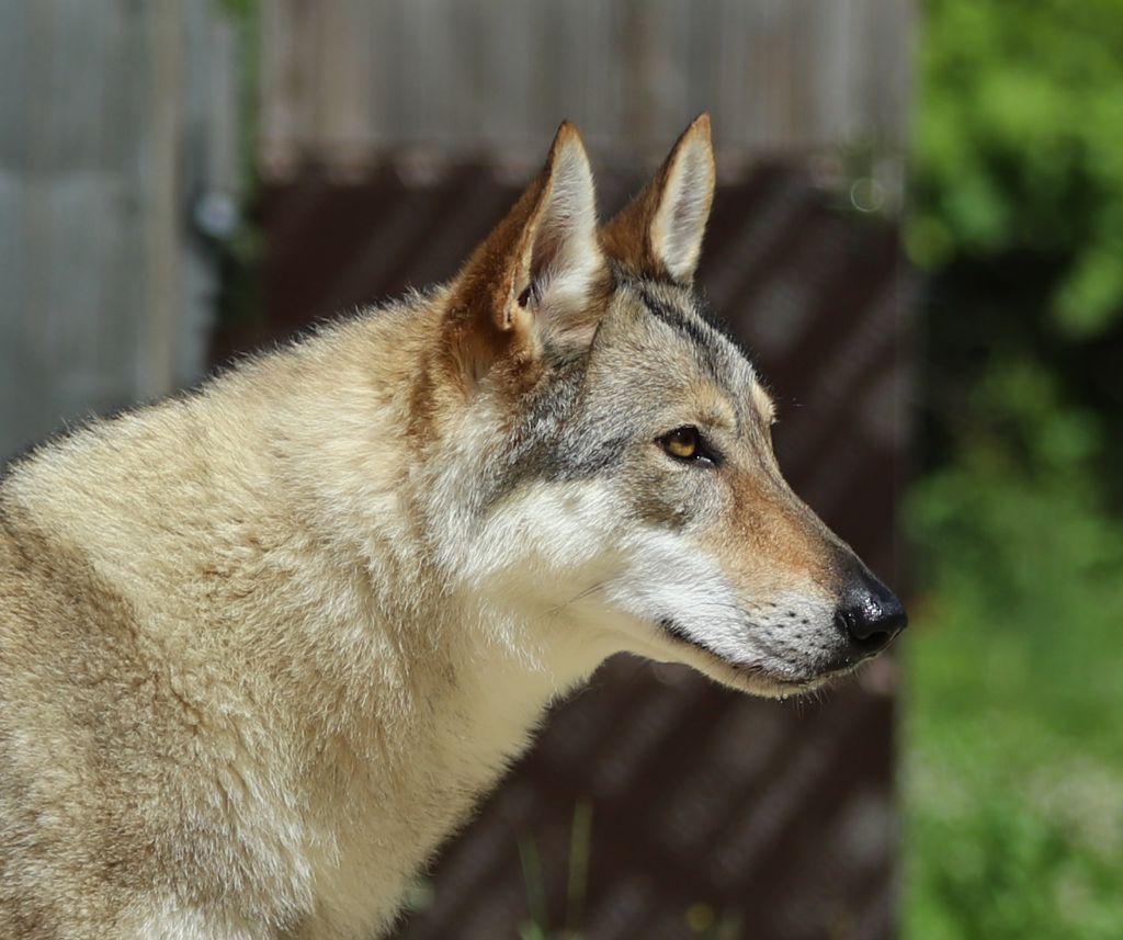 Tala naya De la combe noire