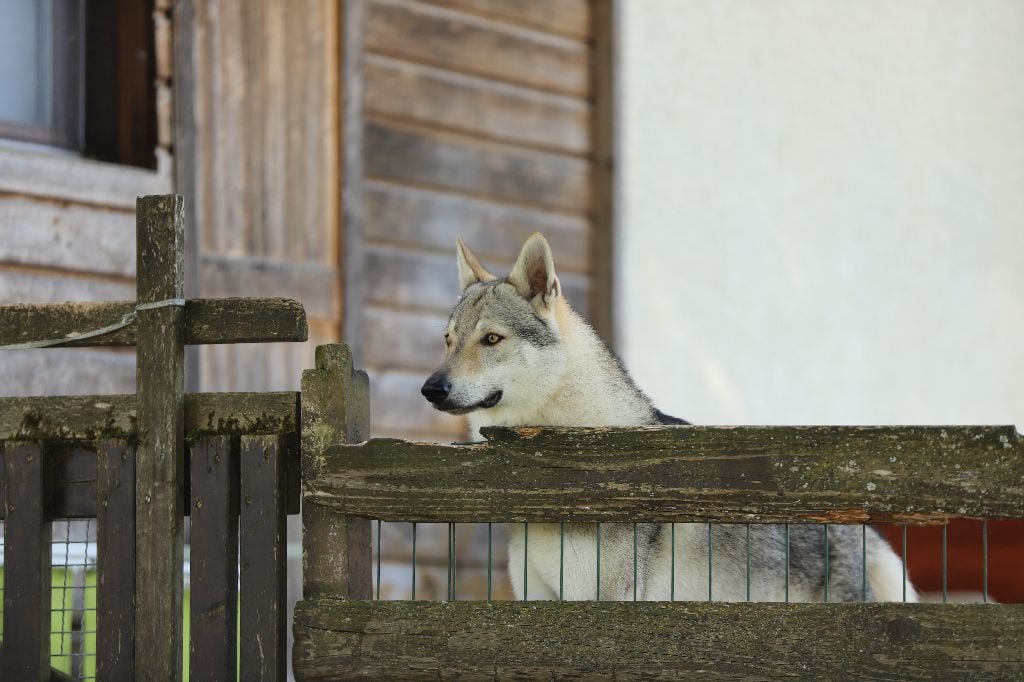 CH. Blue ice lupin del basileus