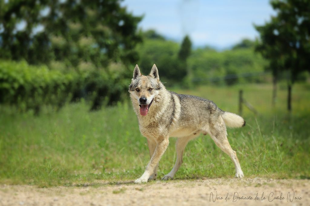 CH. Nero De la combe noire
