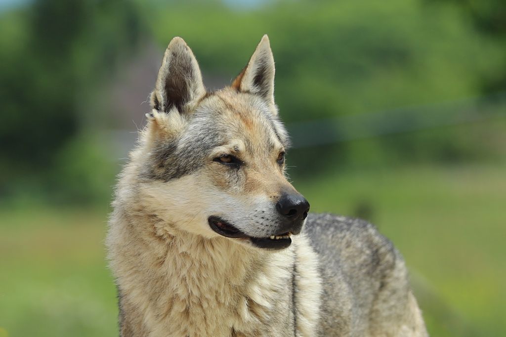 CH. Nero De la combe noire