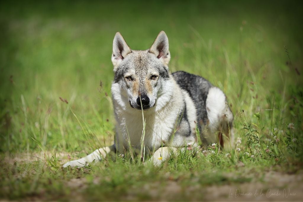 CH. Blue ice lupin del basileus
