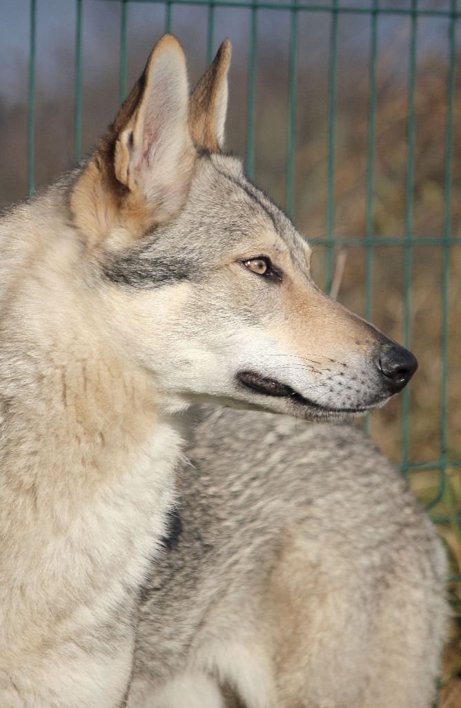 Publication : De la combe noire